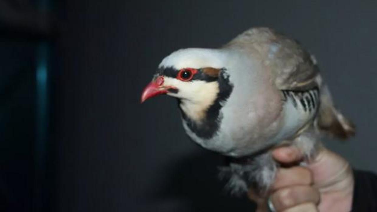 Şırnak’ta yasa dışı yollarla yurda sokulan 38 keklik tabiata salındı