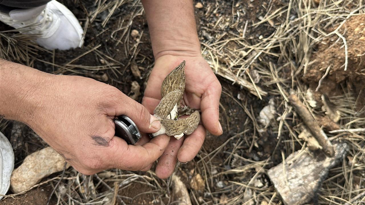 Yanan ormandan servet fışkırdı: Tazesinin kilosu bin, kurutulmuşu 7 bin TL